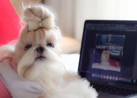 15 Pictures That Prove Shih Tzu Are Perfect Weirdos 11
