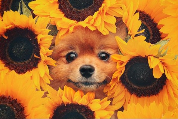 16 Pictures That Prove Pomeranians Are Perfect Weirdos 9