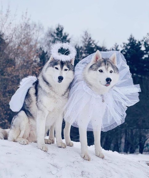 15 Pictures That Prove Huskies Are Perfect Weirdos 11