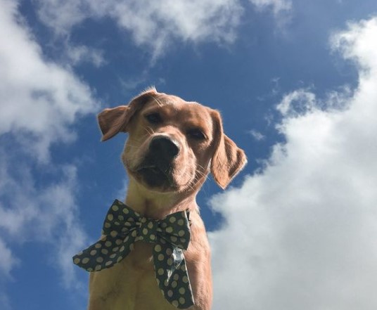 15 Pictures That Prove Labrador Retrievers Are Perfect Weirdos 9