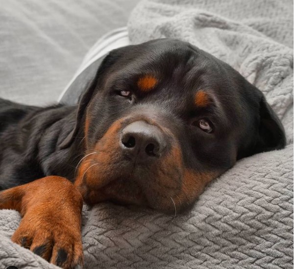 15 Pictures That Prove Rottweilers Are Perfect Weirdos 9 15 Pictures That Prove Rottweilers Are Perfect Weirdos 9