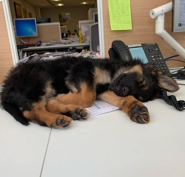 16 Pictures That Prove German Shepherds Are Perfect Weirdos 10