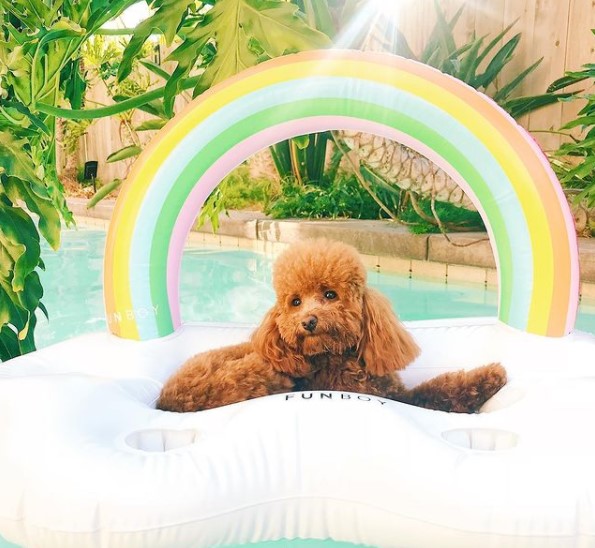 15 Pictures That Prove Goldendoodles Are Perfect Weirdos 8