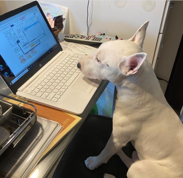 15 Pictures That Prove Bull Terriers Are Perfect Weirdos 10