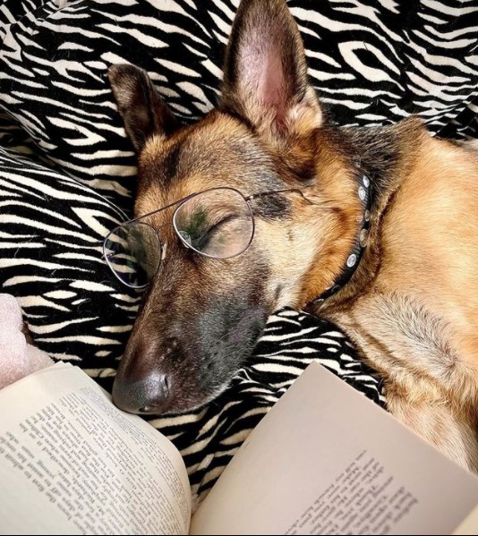 16 Pictures That Prove German Shepherds Are Perfect Weirdos 11