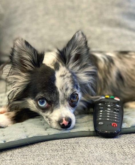 15 Pictures That Prove Chihuahuas Are Perfect Weirdos 11