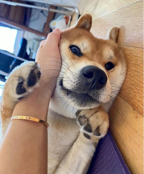 16 Pictures That Prove Akitas Are Perfect Weirdos 9