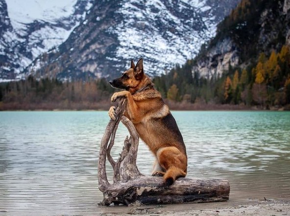 16 Pictures That Prove German Shepherds Are Perfect Weirdos 9