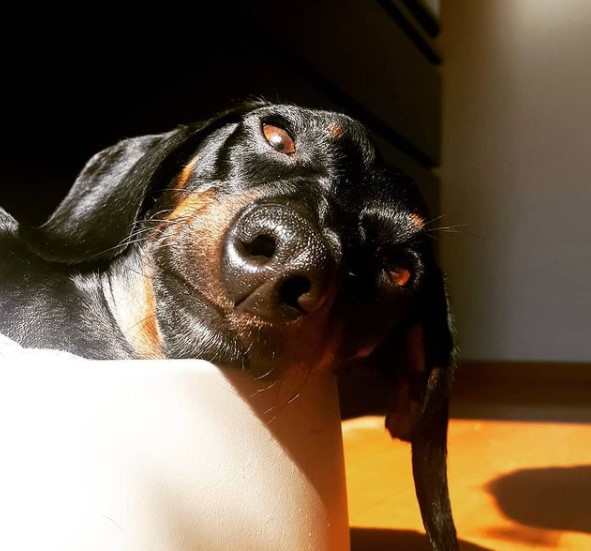 16 Pictures That Prove Dachshunds Are Perfect Weirdos 9