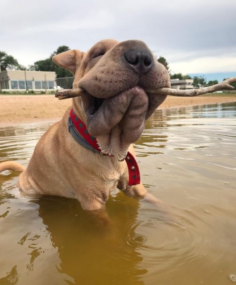 15 Pictures That Prove Shar Peis Are Perfect Weirdos 10