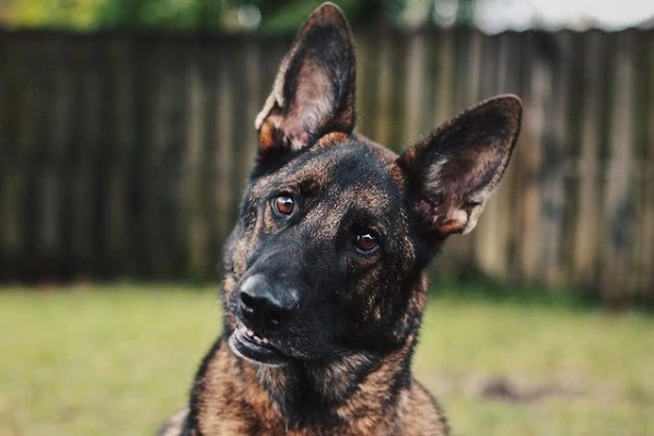 16 Pictures That Prove German Shepherds Are Perfect Weirdos 10