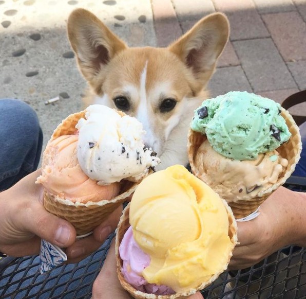 15 Pictures That Prove Corgis Are Perfect Weirdos 9 15 Pictures That Prove Corgis Are Perfect Weirdos 9