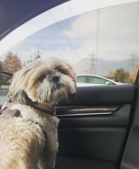 15 Pictures That Prove Shih Tzu Are Perfect Weirdos 10 15 Pictures That Prove Shih Tzu Are Perfect Weirdos 10