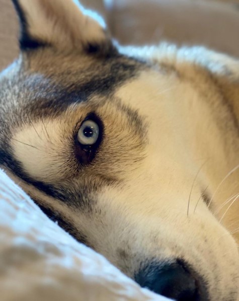 15 Pictures That Prove Huskies Are Perfect Weirdos 9 15 Pictures That Prove Huskies Are Perfect Weirdos 9
