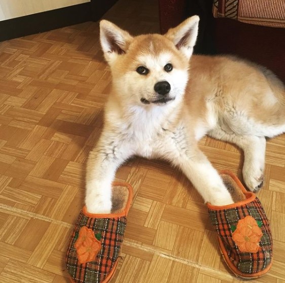 16 Pictures That Prove Akitas Are Perfect Weirdos 10