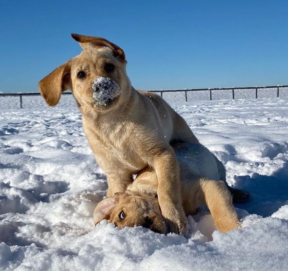 15 Pictures That Prove Labrador Retrievers Are Perfect Weirdos 11