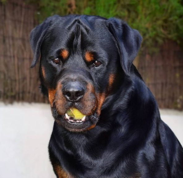 15 Pictures That Prove Rottweilers Are Perfect Weirdos 10 15 Pictures That Prove Rottweilers Are Perfect Weirdos 10