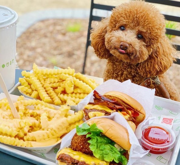 15 Pictures That Prove Goldendoodles Are Perfect Weirdos 9