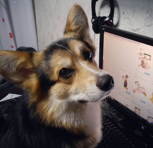 15 Pictures That Prove Corgis Are Perfect Weirdos 10 15 Pictures That Prove Corgis Are Perfect Weirdos 10