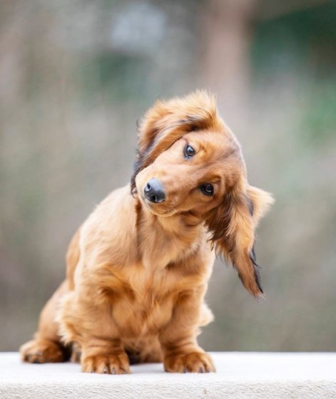 16 Pictures That Prove Dachshunds Are Perfect Weirdos 10