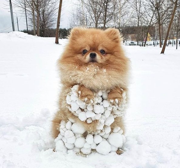 16 Pictures That Prove Pomeranians Are Perfect Weirdos 10