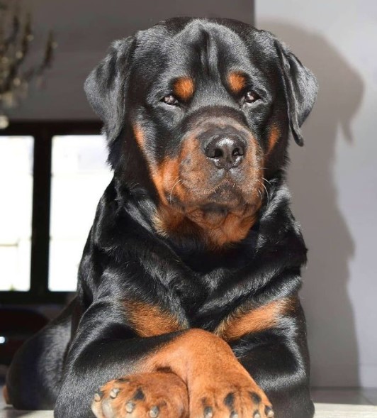 15 Pictures That Prove Rottweilers Are Perfect Weirdos 11 15 Pictures That Prove Rottweilers Are Perfect Weirdos 11