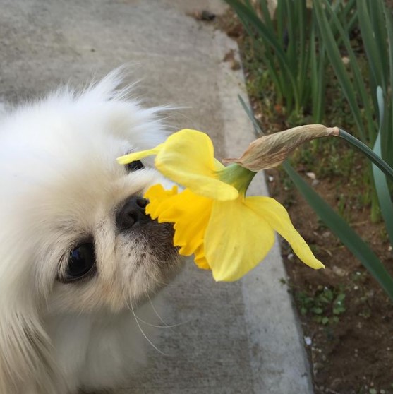 15 Pictures That Prove Pekinese Are Perfect Weirdos 9 15 Pictures That Prove Pekinese Are Perfect Weirdos 9