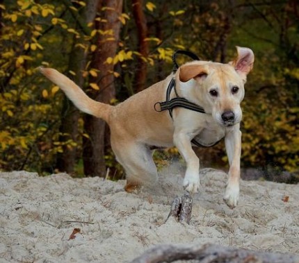 15 Pictures That Prove Labrador Retrievers Are Perfect Weirdos 9