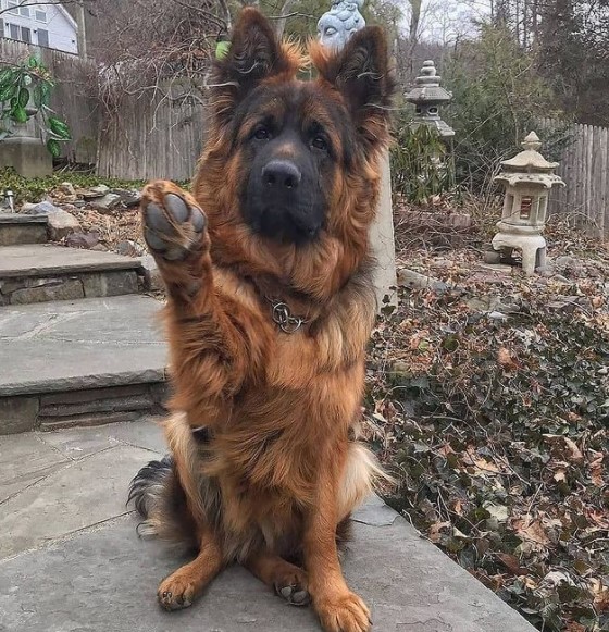 16 Pictures That Prove German Shepherds Are Perfect Weirdos 11