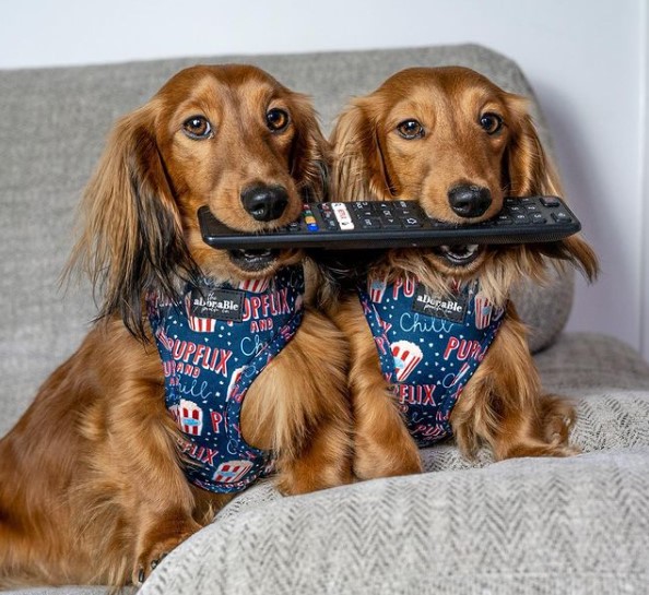 16 Pictures That Prove Dachshunds Are Perfect Weirdos 11