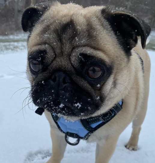 15 Pictures That Prove Pugs Are Perfect Weirdos 11