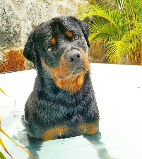15 Pictures That Prove Rottweilers Are Perfect Weirdos 9