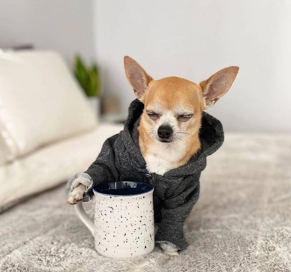 15 Pictures That Prove Chihuahuas Are Perfect Weirdos 9