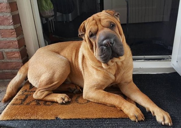 15 Pictures That Prove Shar Peis Are Perfect Weirdos 11