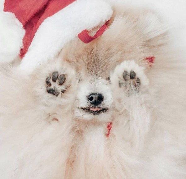 16 Pictures That Prove Pomeranians Are Perfect Weirdos 11