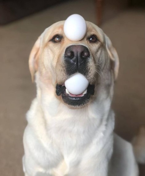 15 Pictures That Prove Labrador Retrievers Are Perfect Weirdos 10