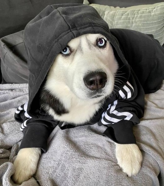 15 Pictures That Prove Huskies Are Perfect Weirdos 11 15 Pictures That Prove Huskies Are Perfect Weirdos 11