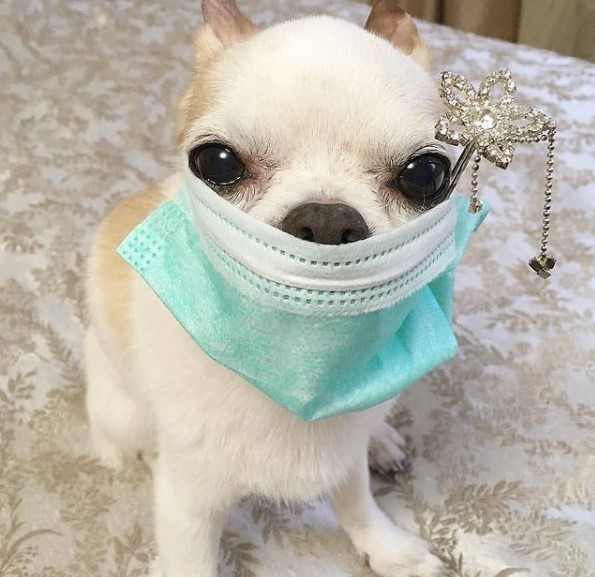 15 Pictures That Prove Chihuahuas Are Perfect Weirdos 10