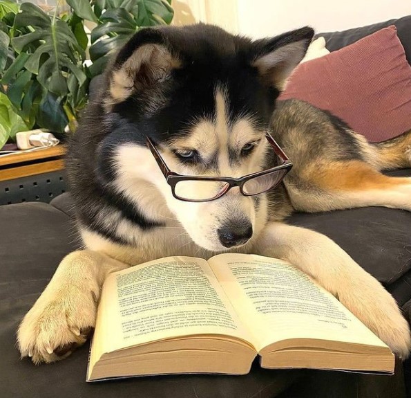 15 Pictures That Prove Huskies Are Perfect Weirdos 9