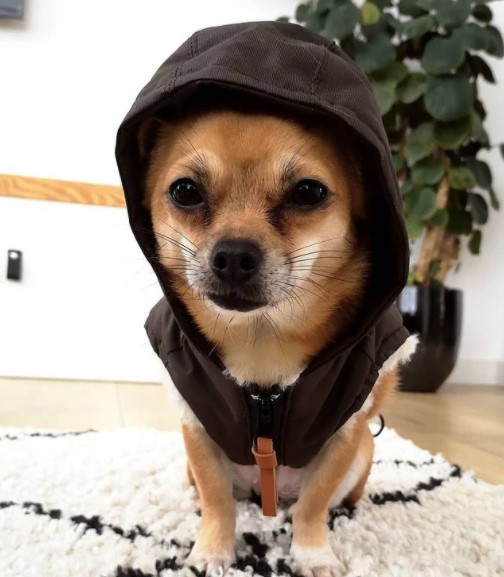 15 Pictures That Prove Chihuahuas Are Perfect Weirdos 11