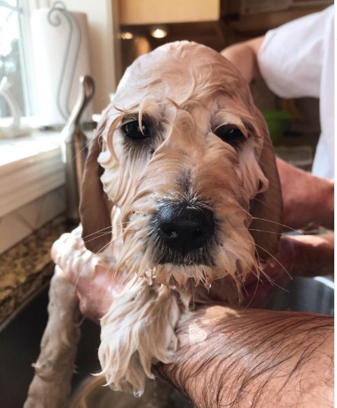 15 Pictures That Prove Goldendoodles Are Perfect Weirdos 10