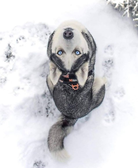 15 Pictures That Prove Huskies Are Perfect Weirdos 10