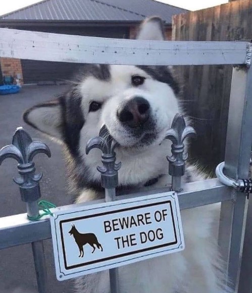 15 Pictures That Prove Huskies Are Perfect Weirdos 11