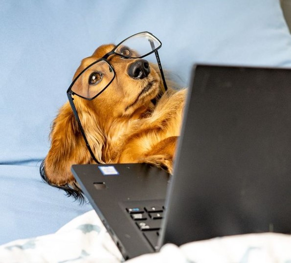 16 Pictures That Prove Dachshunds Are Perfect Weirdos 5