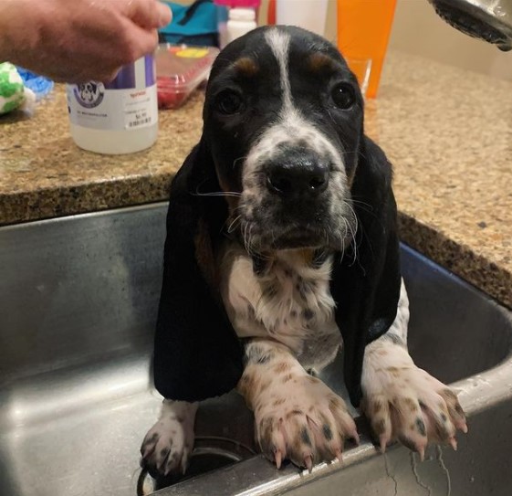 15 Pictures That Prove Basset Hounds Are Perfect Weirdos 11