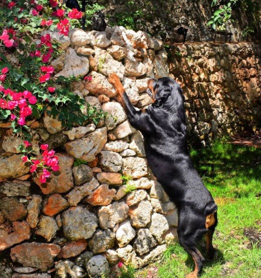 15 Pictures That Prove Rottweilers Are Perfect Weirdos 10