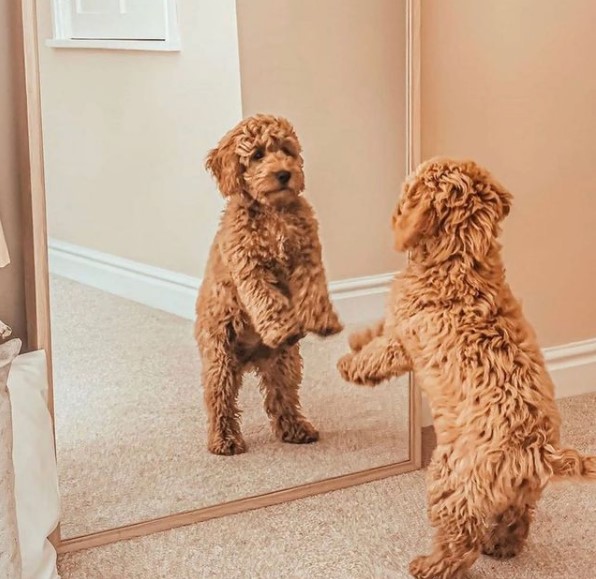 15 Pictures That Prove Goldendoodles Are Perfect Weirdos 11