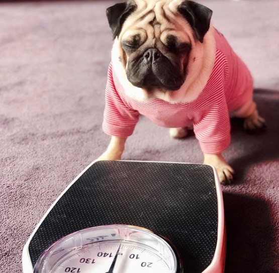 15 Pictures That Prove Pugs Are Perfect Weirdos 11