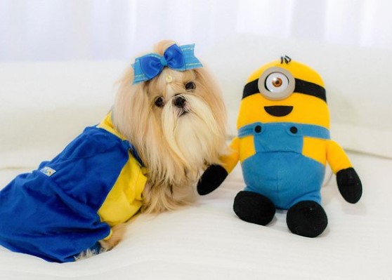 15 Pictures That Prove Shih Tzu Are Perfect Weirdos 11 15 Pictures That Prove Shih Tzu Are Perfect Weirdos 11