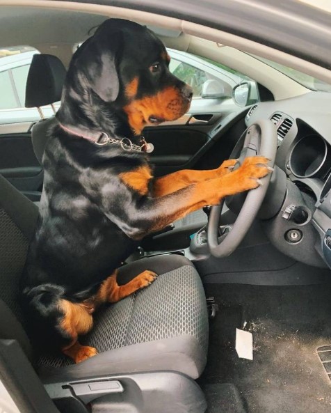 15 Pictures That Prove Rottweilers Are Perfect Weirdos 11